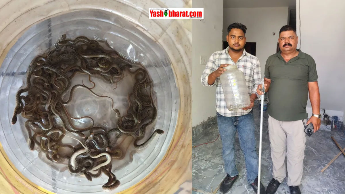 Kobra: पानी की टंकी खोलते ही उड़ गए मकान मालिक के होश- अंदर रेंग रहे थे 27 सांप के बच्चे, वन विभाग ने किया रेस्क्यू