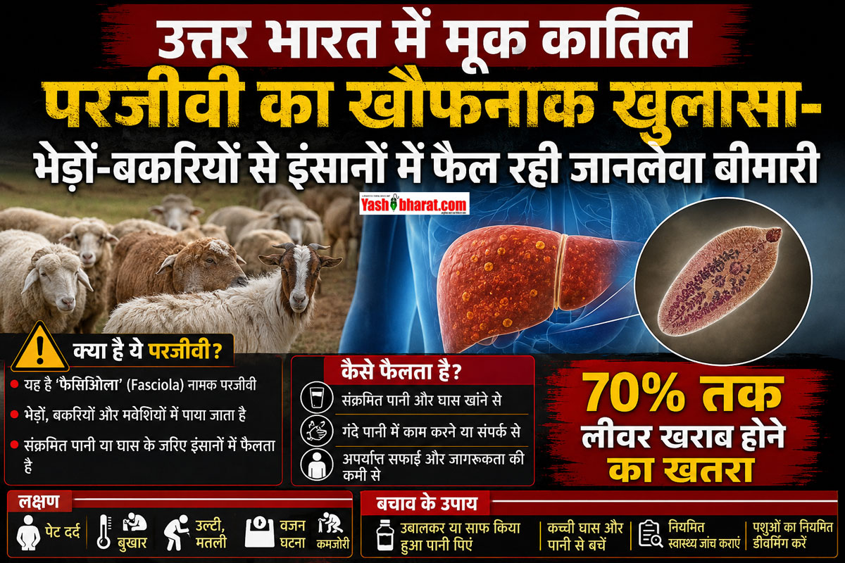 उत्तर भारत में मूक कातिल परजीवी का खौफनाक खुलासा-भेड़ों-बकरियों से इंसानों में फैल रही जानलेवा बीमारी; 70% तक लीवर खराब होने का खतराc