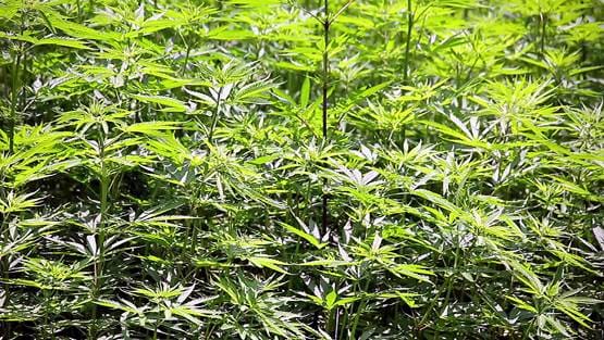 weed 1 020420091740