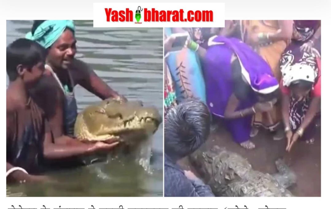 इंसानों संग 130 साल रहा मगरमच्छ: बेमेतरा के 'गंगाराम' की अनोखी कहानी अब NCERT में, देश भर के बच्चे पढ़ेंगे मिसाल 22 Screenshot 20260724 094351 Chrome