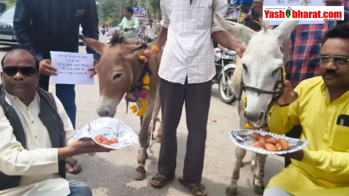 रूठे मानसून को मनाने का 'स्वीट' टोटका: भोपाल में गधों ने उड़ाए गुलाब जामुन; अब तो बरस जाओ इंद्रदेव