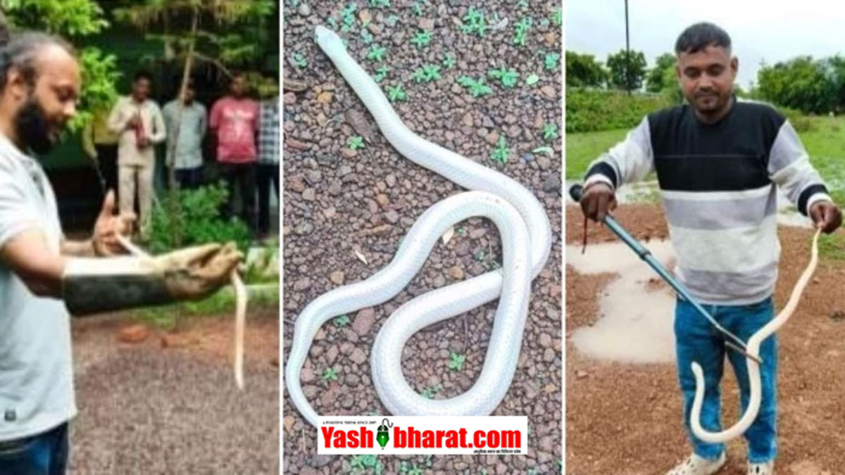 Kobra Rare White Snake: भिलाई के घर में घुसा दुर्लभ 'सफेद करैत' सांप; वन विभाग की टीम ने किया रेस्क्यू, जानिए क्या है 'ल्यूसिज्म