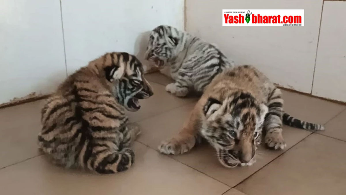 Gwalior Zoo News: ग्वालियर चिड़ियाघर में सफेद बाघिन मीरा के नन्हें शावकों के लिए अभी और इंतजार; उमस और गर्मी बनी बाधा