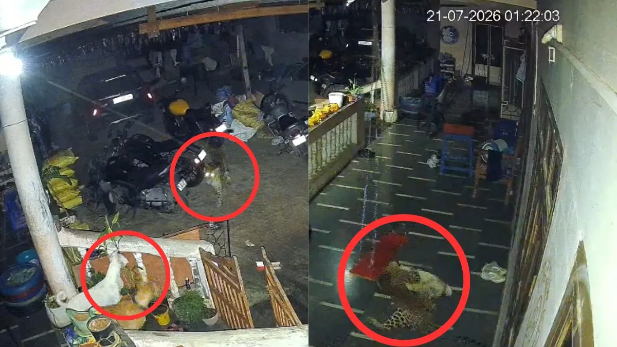 CCTV में कैद हुई तेंदुए की दहशत: कुत्तों की 'एकता' के आगे खूंखार शिकारी पड़ा कमजोर, शिकार छोड़कर भागा; देखें Video