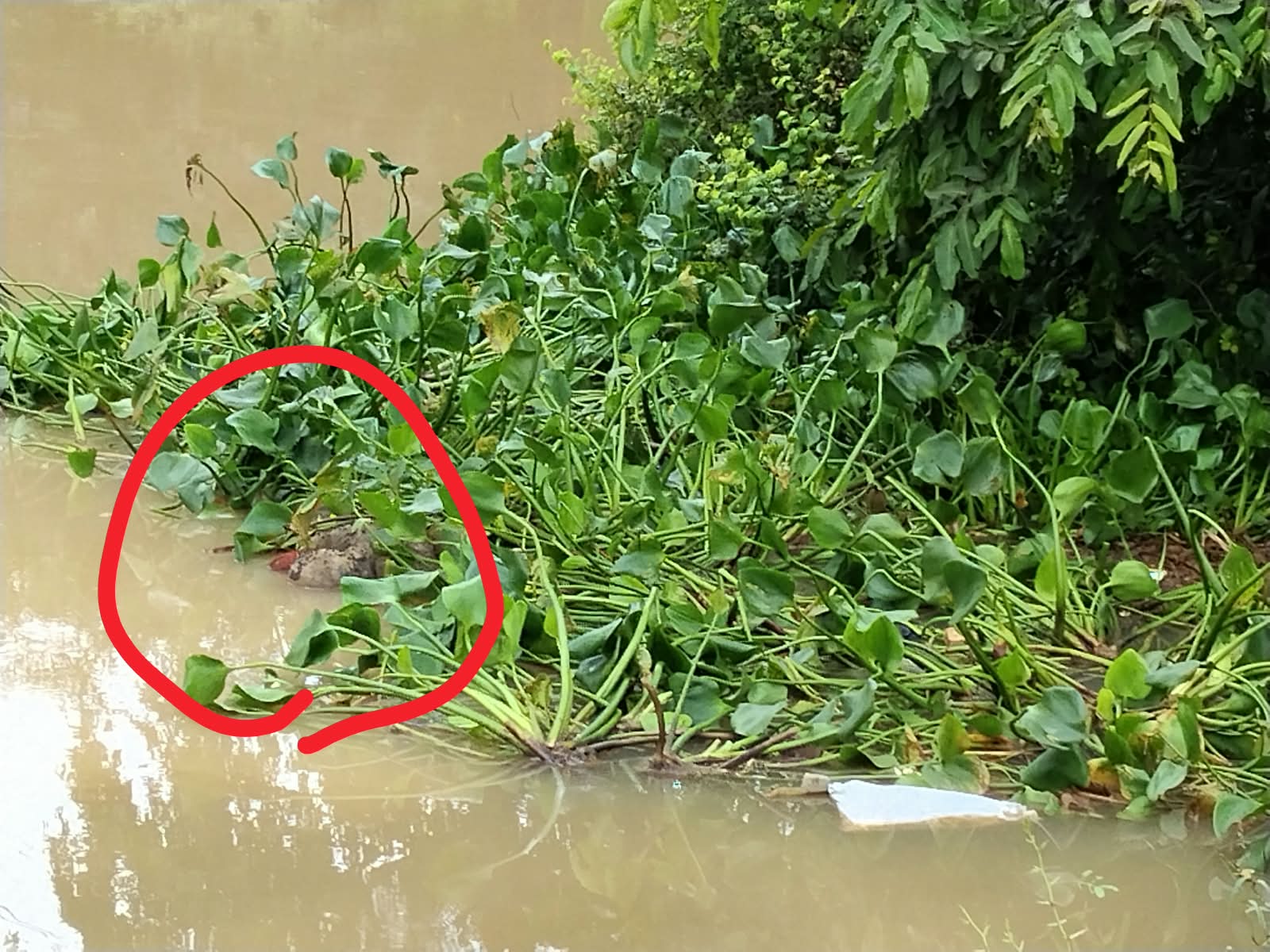 बाबा घाट नदी में मिला अज्ञात शव, क्षेत्र में फैली सनसनी