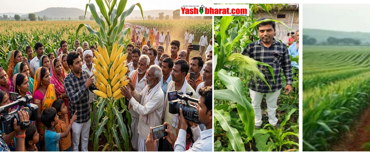 कुदरत का करिश्मा: एक ही मक्के के पौधे पर उगे 28 भुट्टे, देखने उमड़ी ग्रामीणों की भीड़