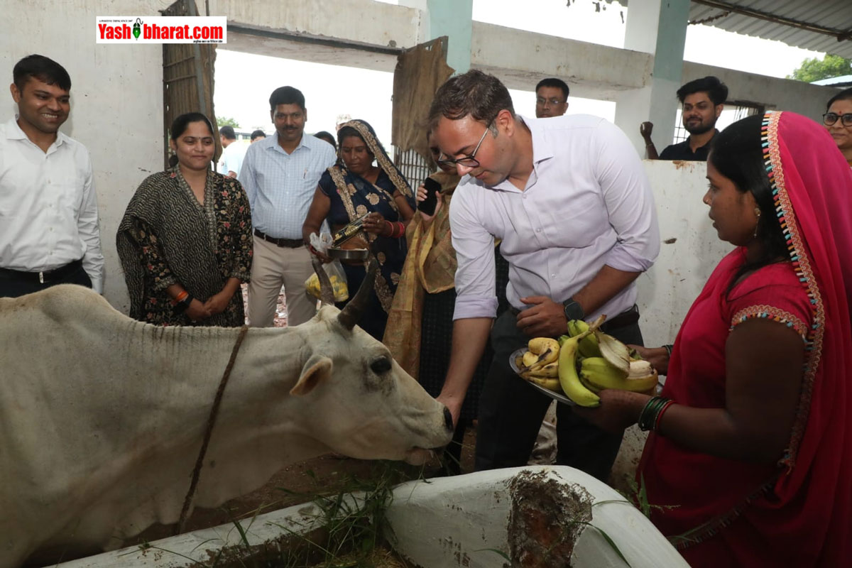 cow food katni