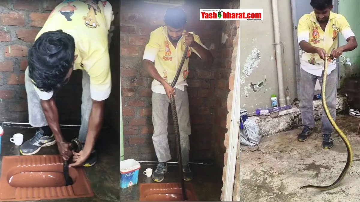 Kobra: टॉयलेट सीट के अंदर छिपा बैठा था 7 फीट लंबा जहरीला सांप, 1 घंटे की मशक्कत से रेस्क्यू; वीडियो हुआ वायरल 22 Kobra: टॉयलेट सीट के अंदर छिपा बैठा था 7 फीट लंबा जहरीला सांप, 1 घंटे की मशक्कत से रेस्क्यू; वीडियो हुआ वायरल