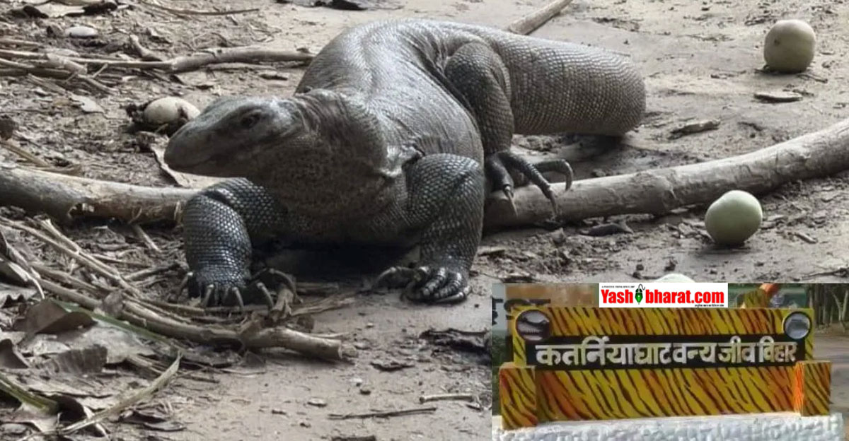 बहराइच के कतर्नियाघाट में दिखी विशालकाय मॉनिटर लिजर्ड: मानसून के कारण बिलों से बाहर निकल रहे दुर्लभ जीव