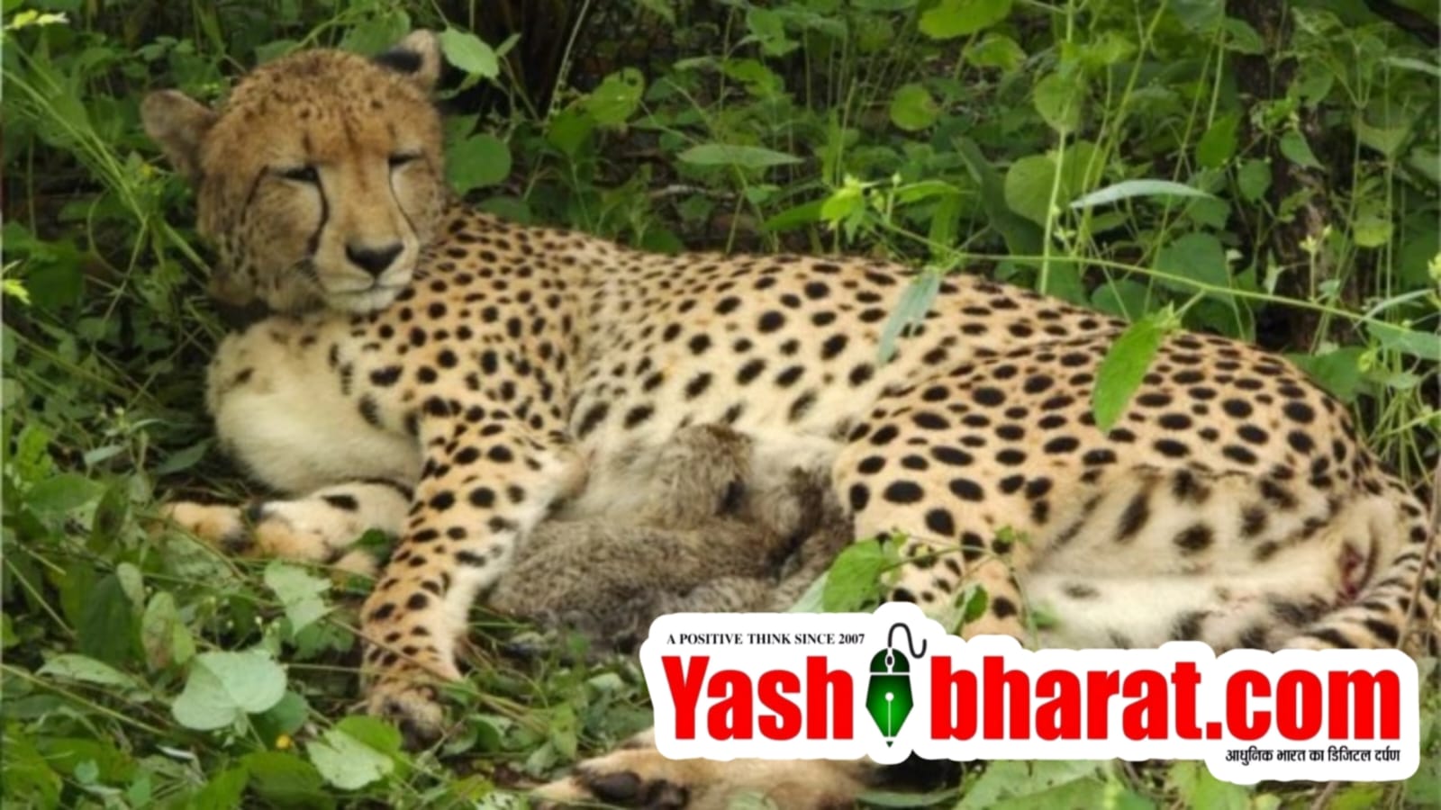 कूनो में छाई बड़ी खुशखबरी! KGP12 ने 4 शावकों को दिया जन्म, भारत में अब 56 चीते 23 IMG 20260918 WA0003
