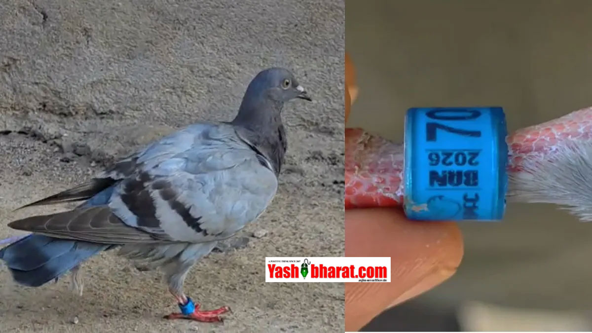 ओडिशा के मयूरभंज में संदिग्ध कोड वाला कबूतर मिलने से सनसनी: पैर की रिंग पर लिखा 'BAN-2026', पुलिस और वन विभाग जांच में जुटे