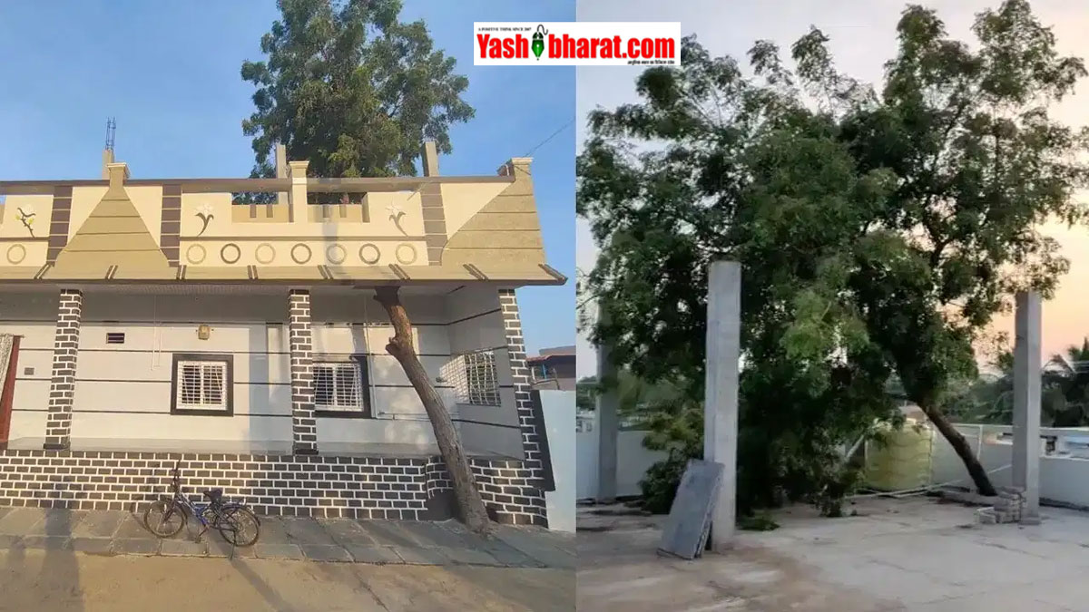 मिसाल: पिता की याद में दो बेटों का अनोखा प्रेम, घर का नक्शा बदला पर पेड़ को नहीं कटने दिया