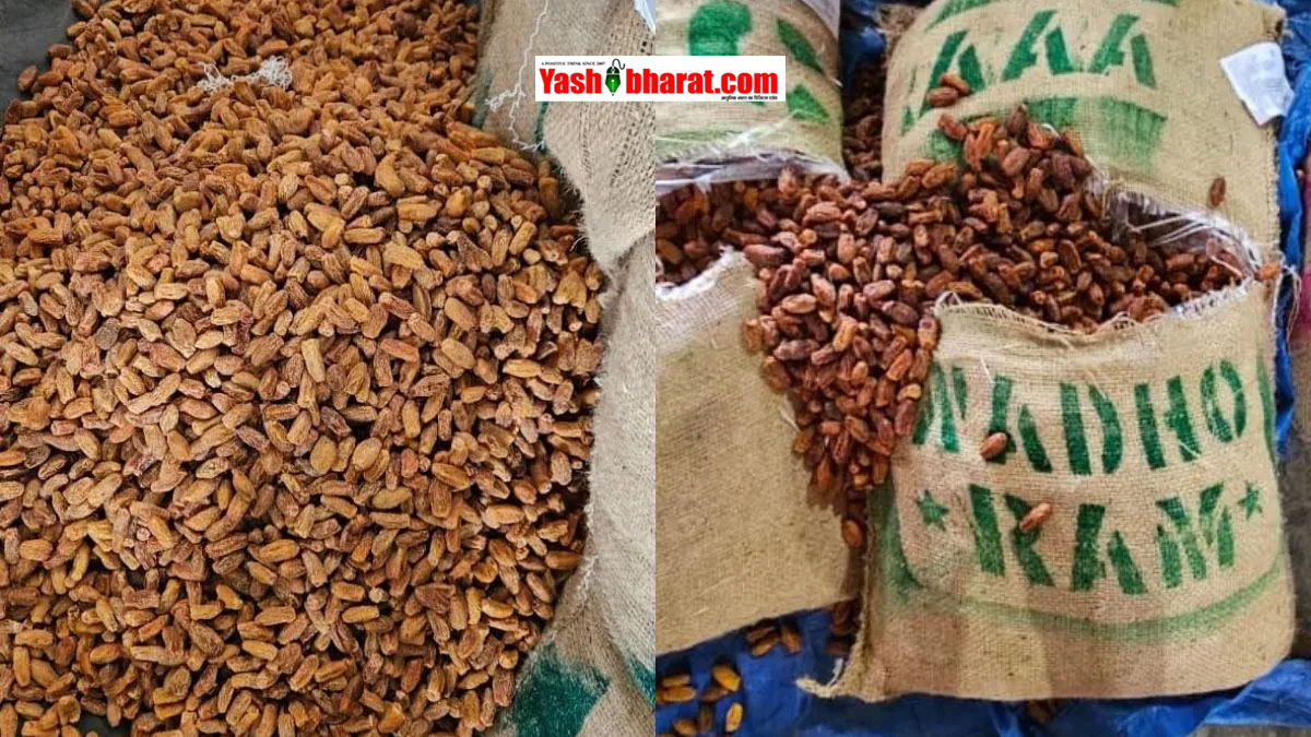 पाकिस्तान से अवैध रूप से लाए गए 362 मीट्रिक टन सूखे खजूर जब्त: DRI का 'ऑपरेशन डीप मैनिफेस्ट' के तहत बड़ा एक्शन