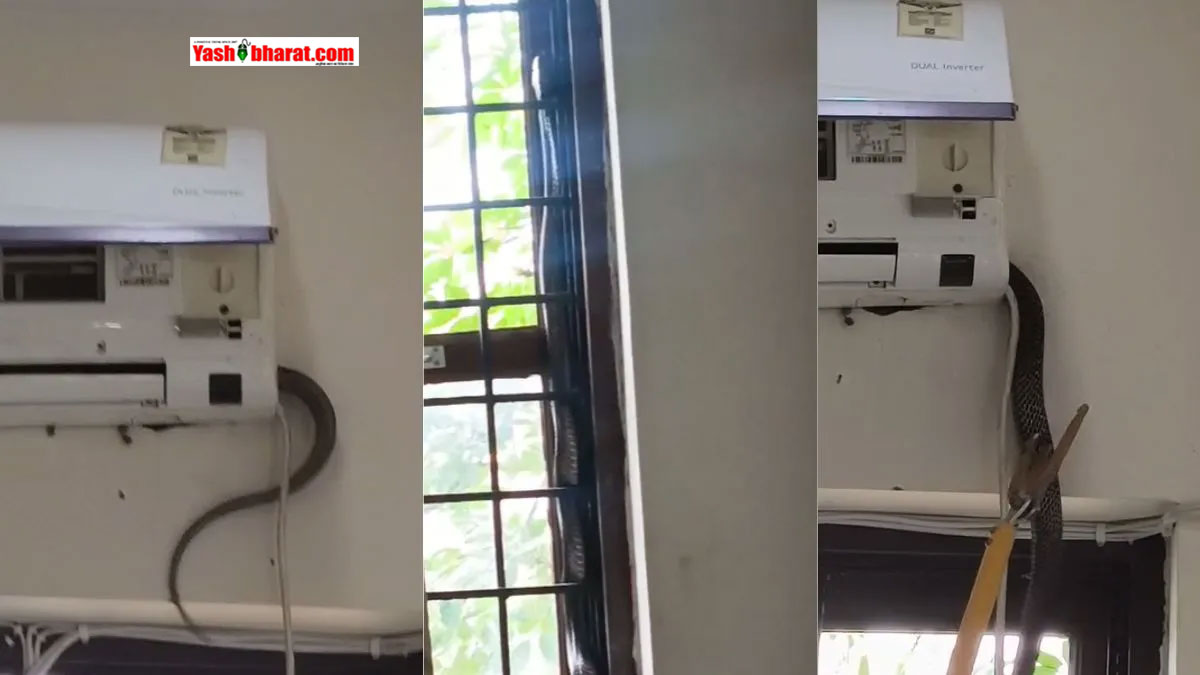 सीतापुर में BJP कार्यालय के AC से निकला 5 फीट लंबा किंग कोबरा, 5 घंटे की मशक्कत के बाद हुआ रेस्क्यू-जिलाध्यक्ष के कमरे के AC में लटका था