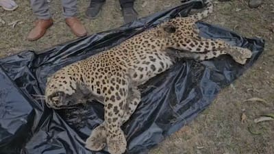 mgs30ml leopard death kanha tiger reserve