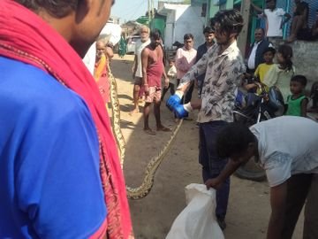 कटनी में घर की किचन में घुसा 10 फीट लंबा अजगर, सहमे परिजन, एक घंटे चला रेस्क्यू 2 ebc9f1e9 20ef 4f2d 93ea 1e528635ad88 1791348499598