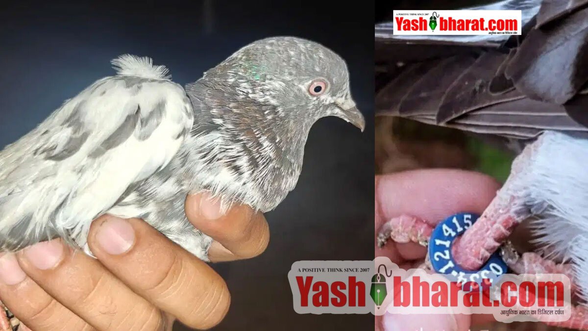 जम्मू-कश्मीर के सांबा में मिला 'पाकिस्तानी कबूतर': पैर में कोड वाली अंगूठी, उर्दू नोट और पाक करेंसी बरामद; सुरक्षा एजेंसियां अलर्ट 10 जम्मू-कश्मीर के सांबा में मिला 'पाकिस्तानी कबूतर': पैर में कोड वाली अंगूठी, उर्दू नोट और पाक करेंसी बरामद; सुरक्षा एजेंसियां अलर्ट