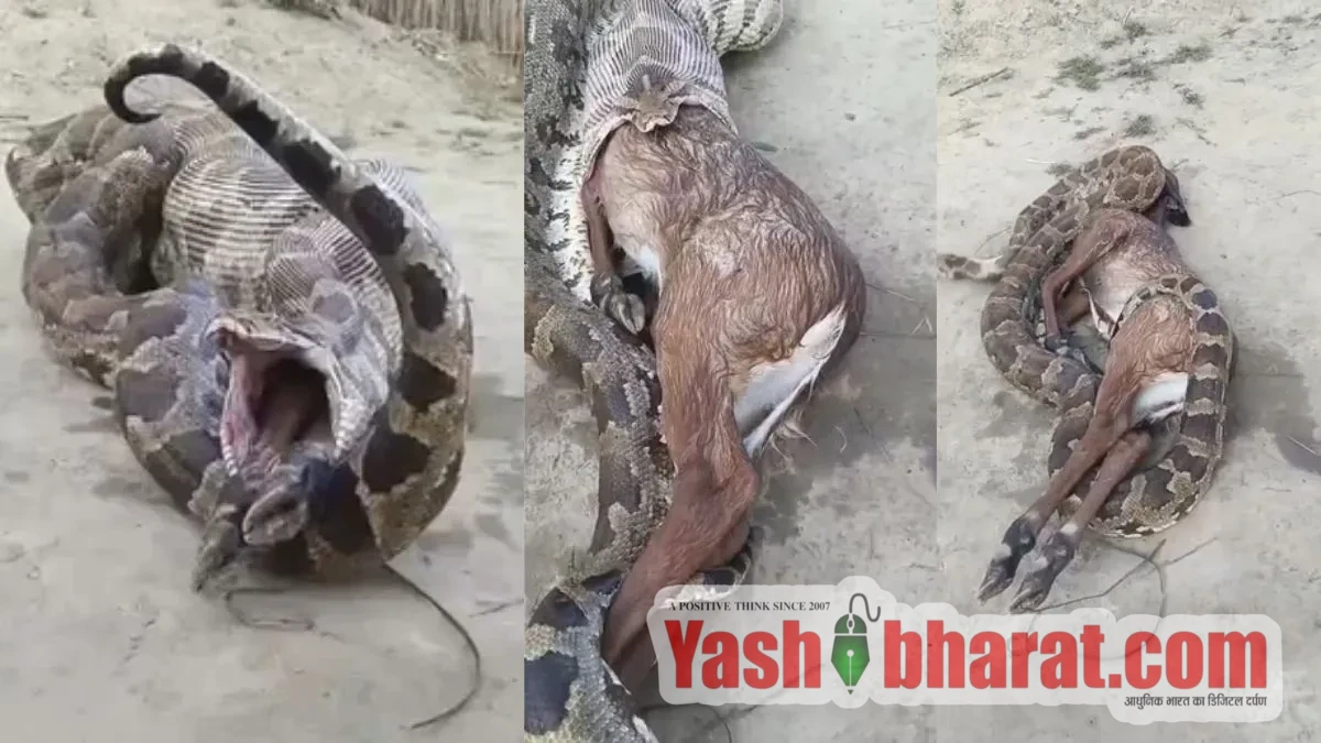 प्रतापगढ़ में रिहायशी इलाके में घुसा विशालकाय अजगर, नीलगाय के बच्चे को जिंदा निगला 10 प्रतापगढ़ में रिहायशी इलाके में घुसा विशालकाय अजगर, नीलगाय के बच्चे को जिंदा निगला