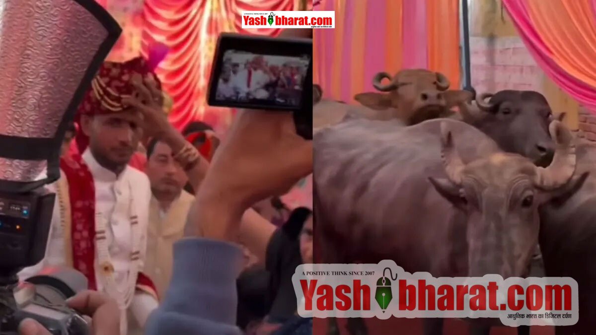 शादी में अनोखे मेहमान: दूल्हे ने शादी के पंडाल में बुलाईं अपने खेत की भैंसें, वीडियो वायरल देख लोग बोले- 'इसे कहते हैं प्योर लव' 2 शादी में अनोखे मेहमान: दूल्हे ने शादी के पंडाल में बुलाईं अपने खेत की भैंसें, वीडियो वायरल देख लोग बोले- 'इसे कहते हैं प्योर लव'